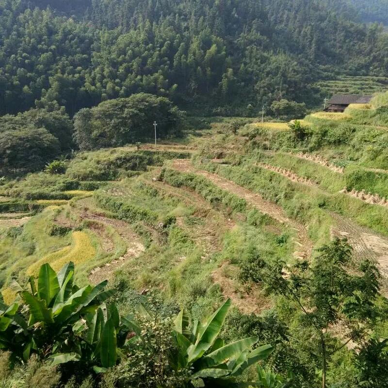 岁月静好🌸