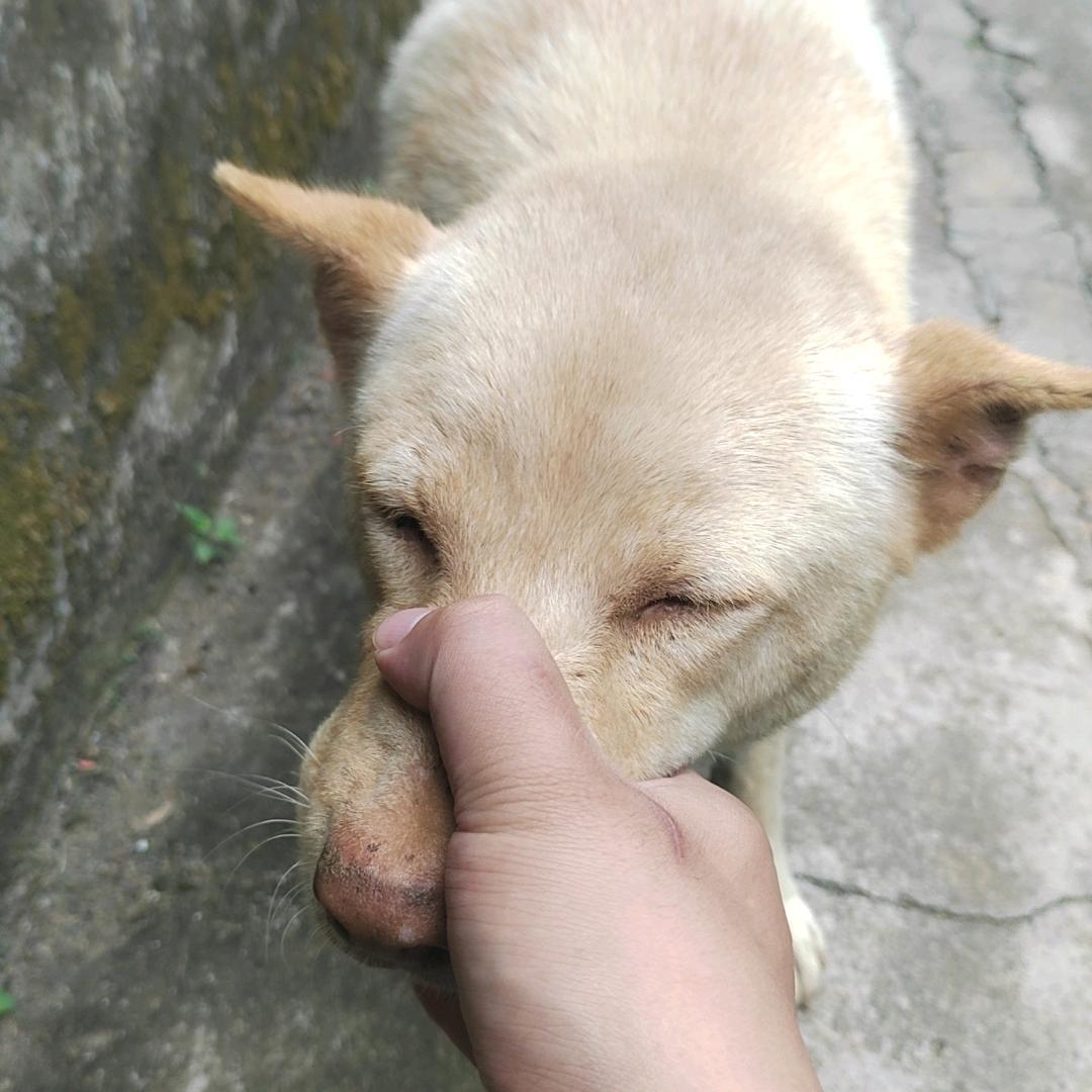我系黄嘉文