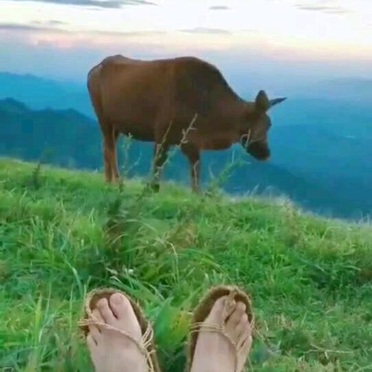 三憨放牛，牛不见了