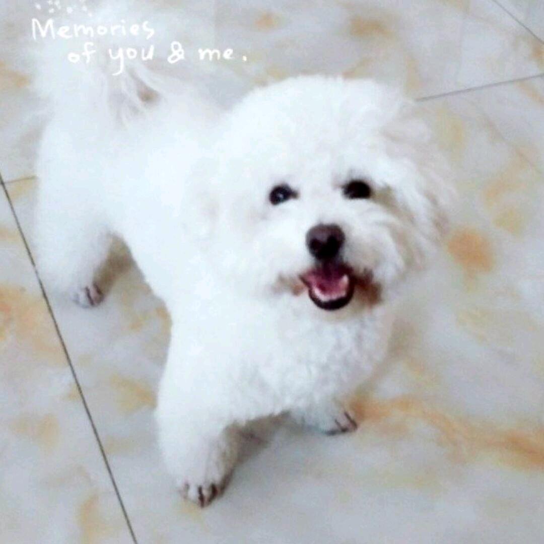 🐈🐈🐈头像