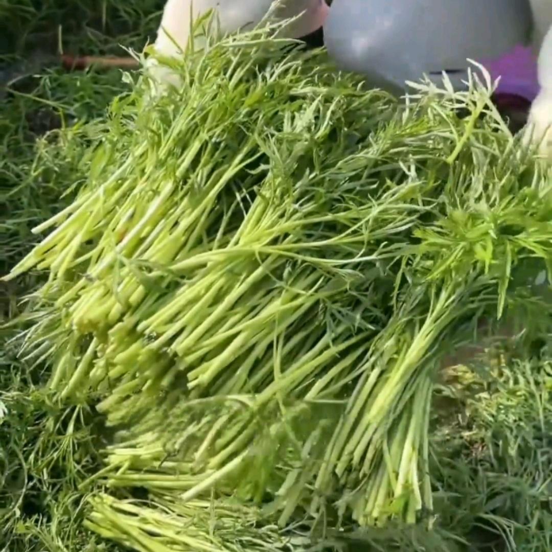 实在人