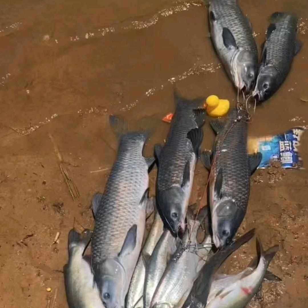 🎣大智の（318之旅）