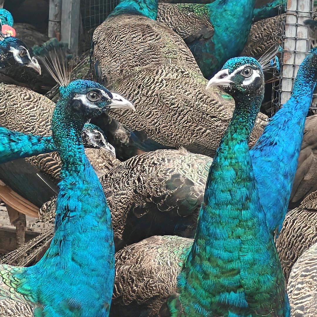 聚鑫孔雀养殖