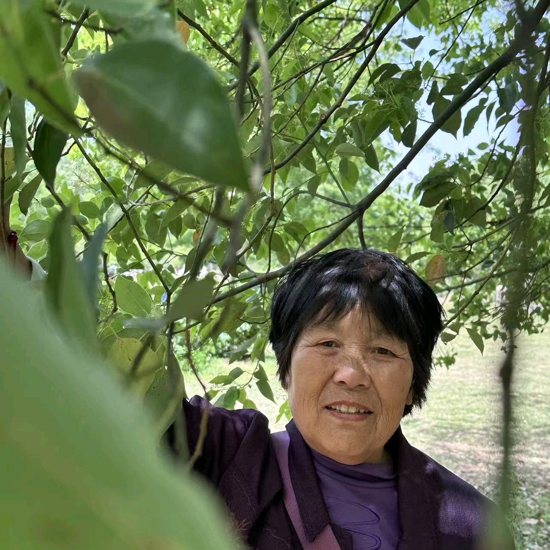 太阳花