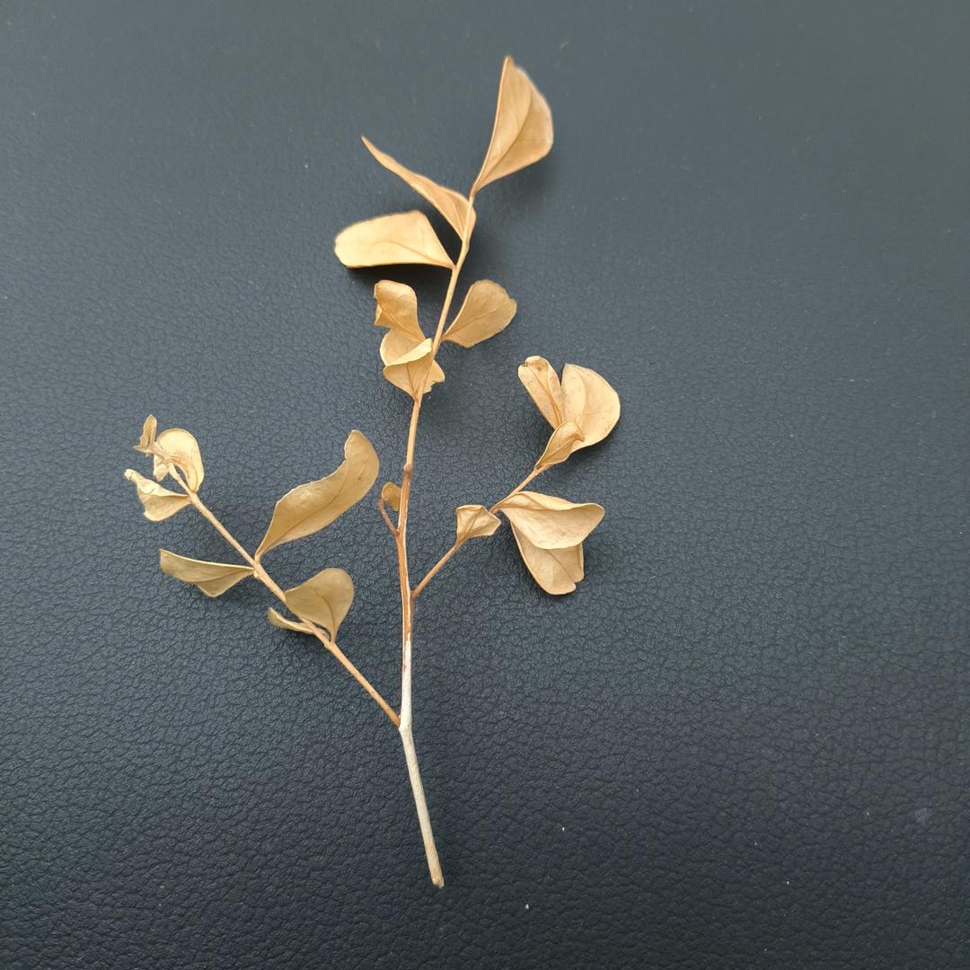 陶森特的葡萄酒