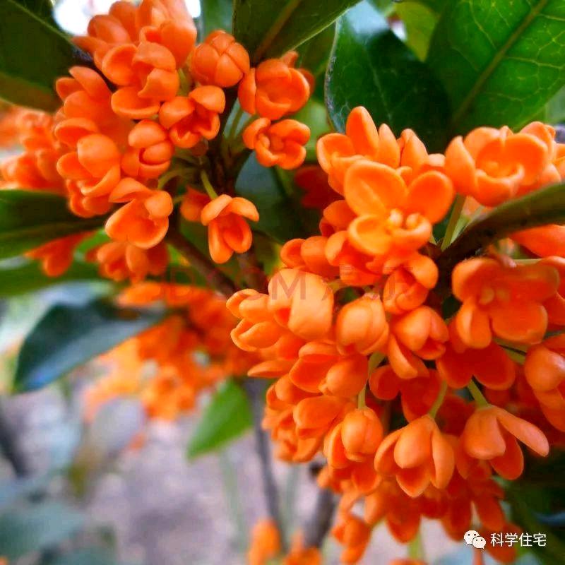 八月桂花遍地开