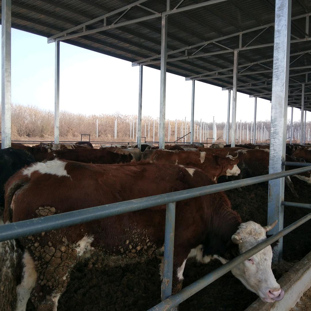 肉牛良种养殖场