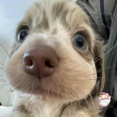 可可
