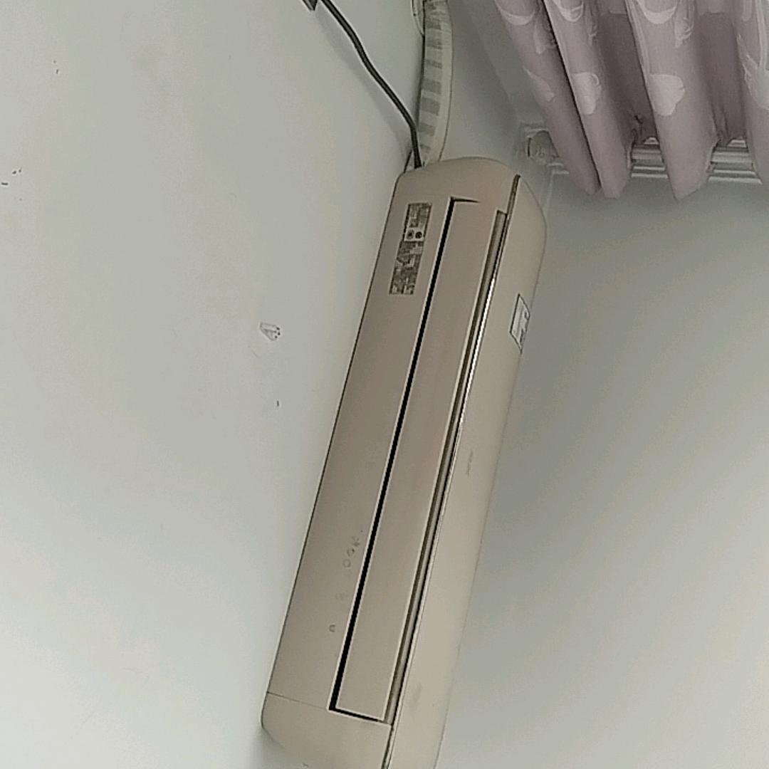 泰山飞鱼
