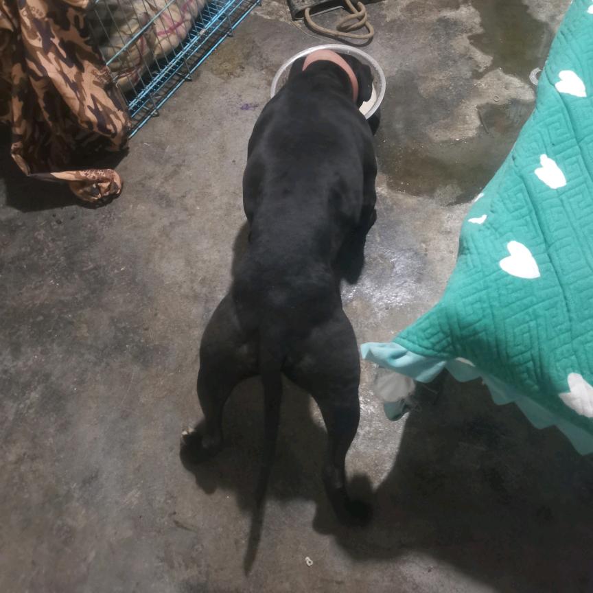 小马爱比特