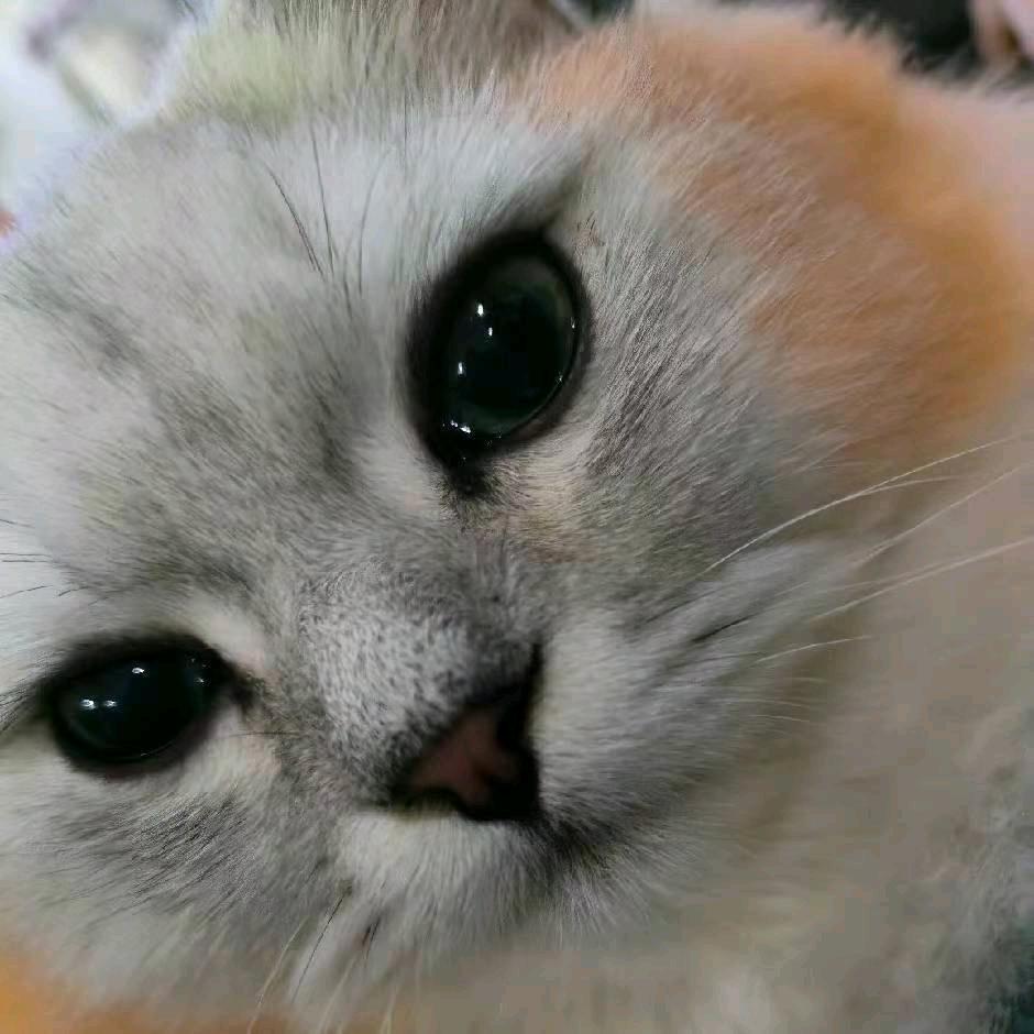 星辰昨夜风，大海如星辰