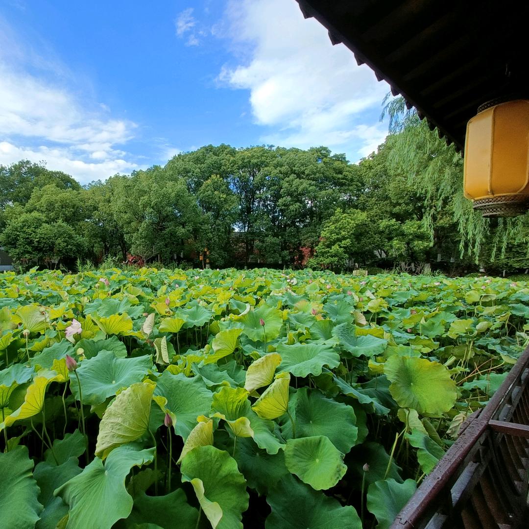 七安🌱