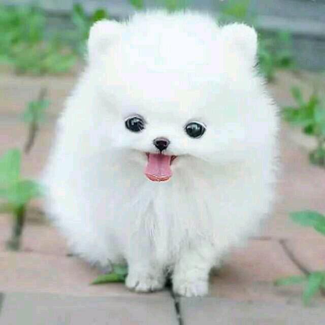莓有烦恼
