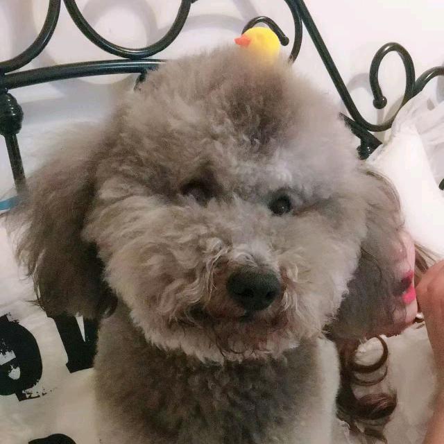 洛一家的小狗