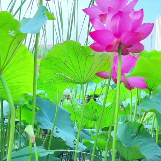 小巧玲珑