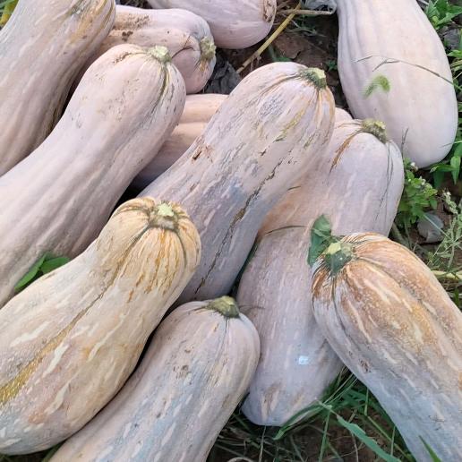 A欧阳金船品种南瓜全国各地可合作发展包回