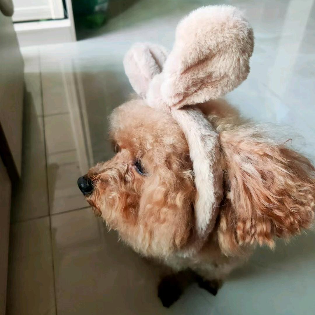 陶友人