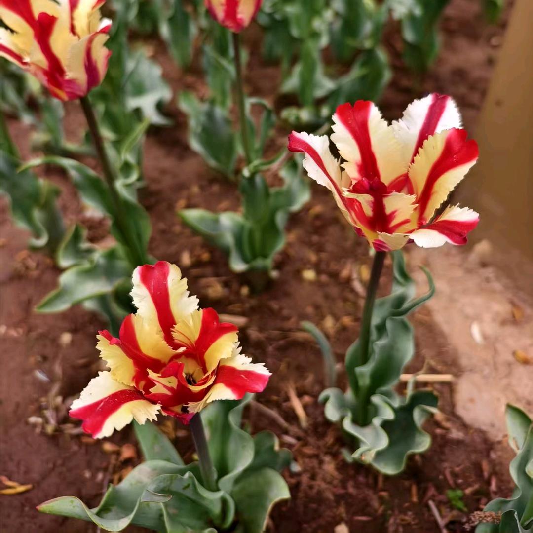 小花