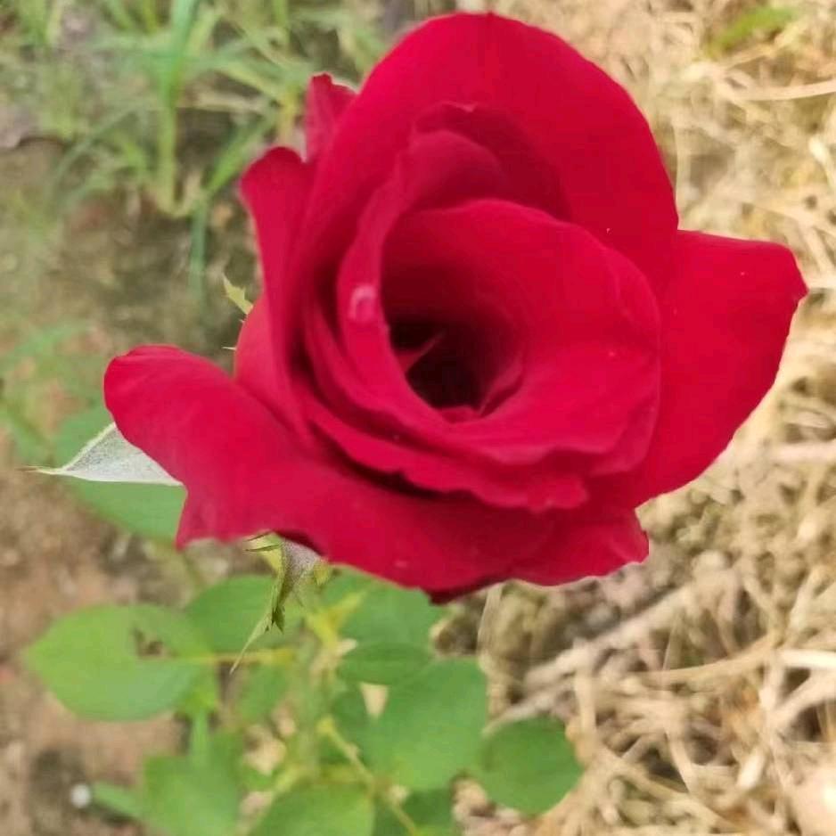 🌹专爱🎤变音K