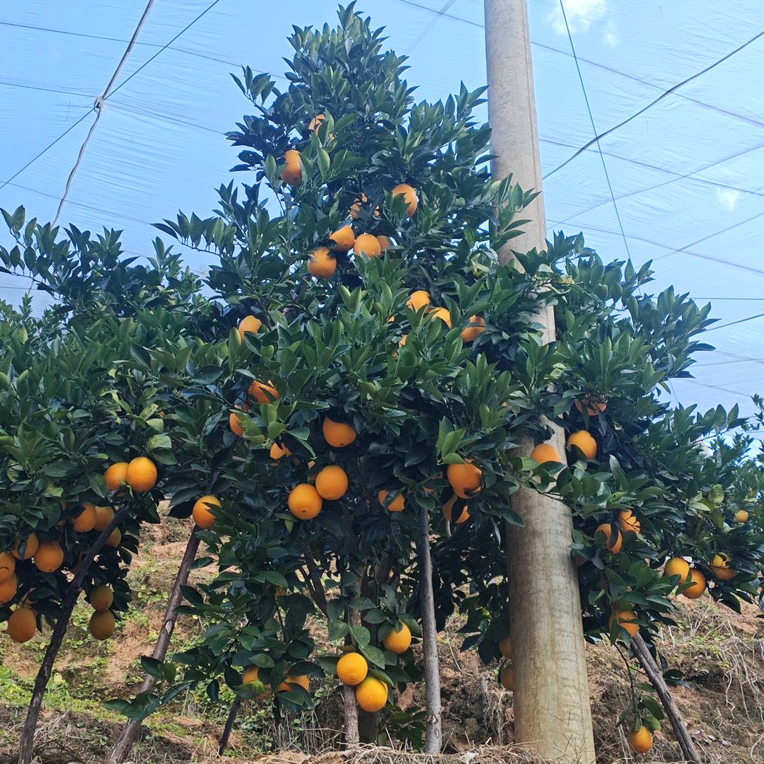 橙缘未了(赣南寻乌鲜果果园直发)