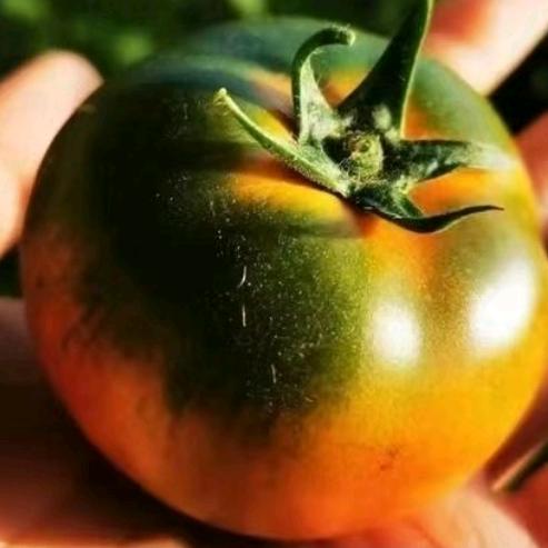 洪远采摘优品坊（盘锦碱地柿子）