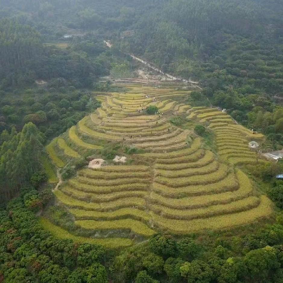 角峰畲族村时来运转