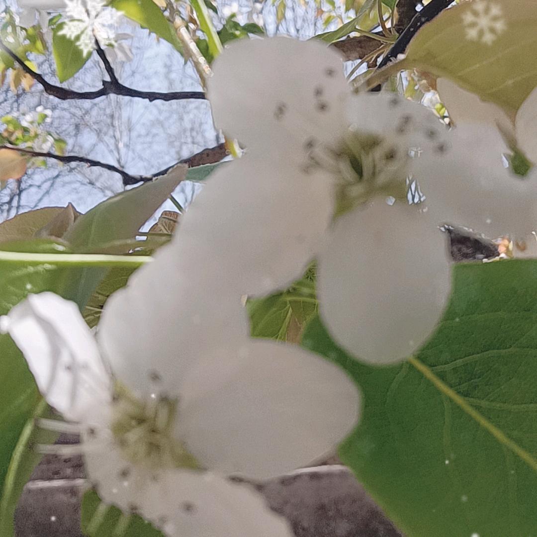 小芒果