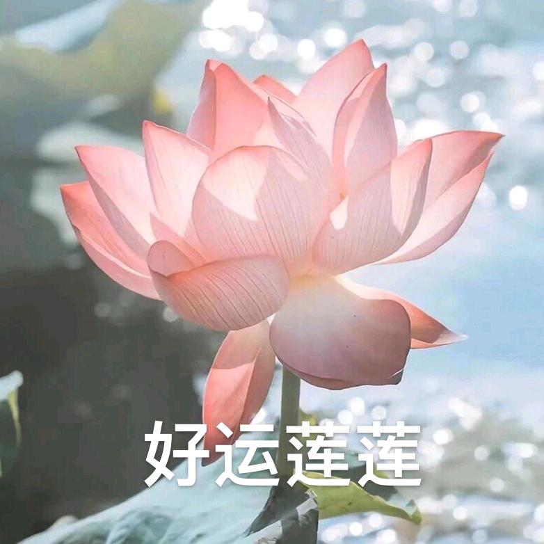莲莲好运