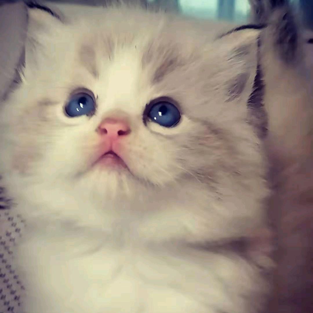 汝南毛绒玩具加工  （招熟练机工）