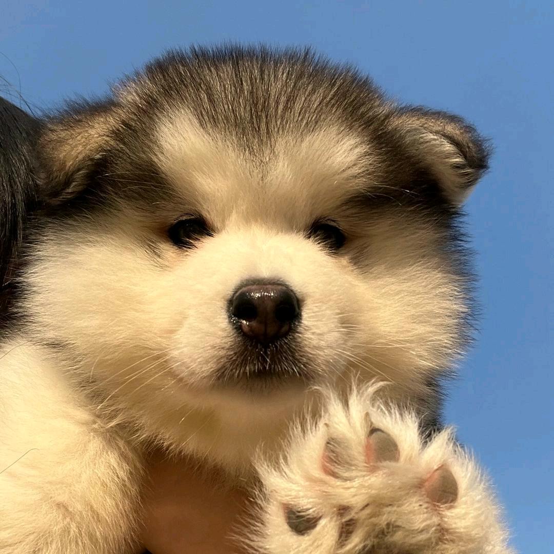 ·一只可爱🐶°^