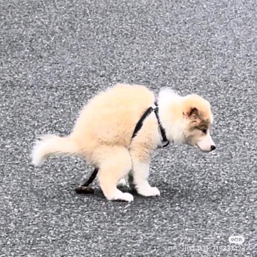 奶茶三分糖不要茶