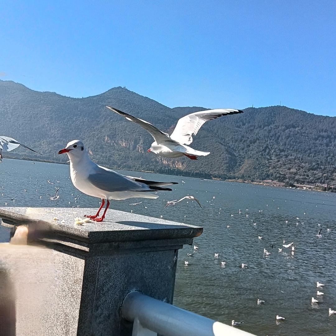 蓝风铃（拒绝私聊）