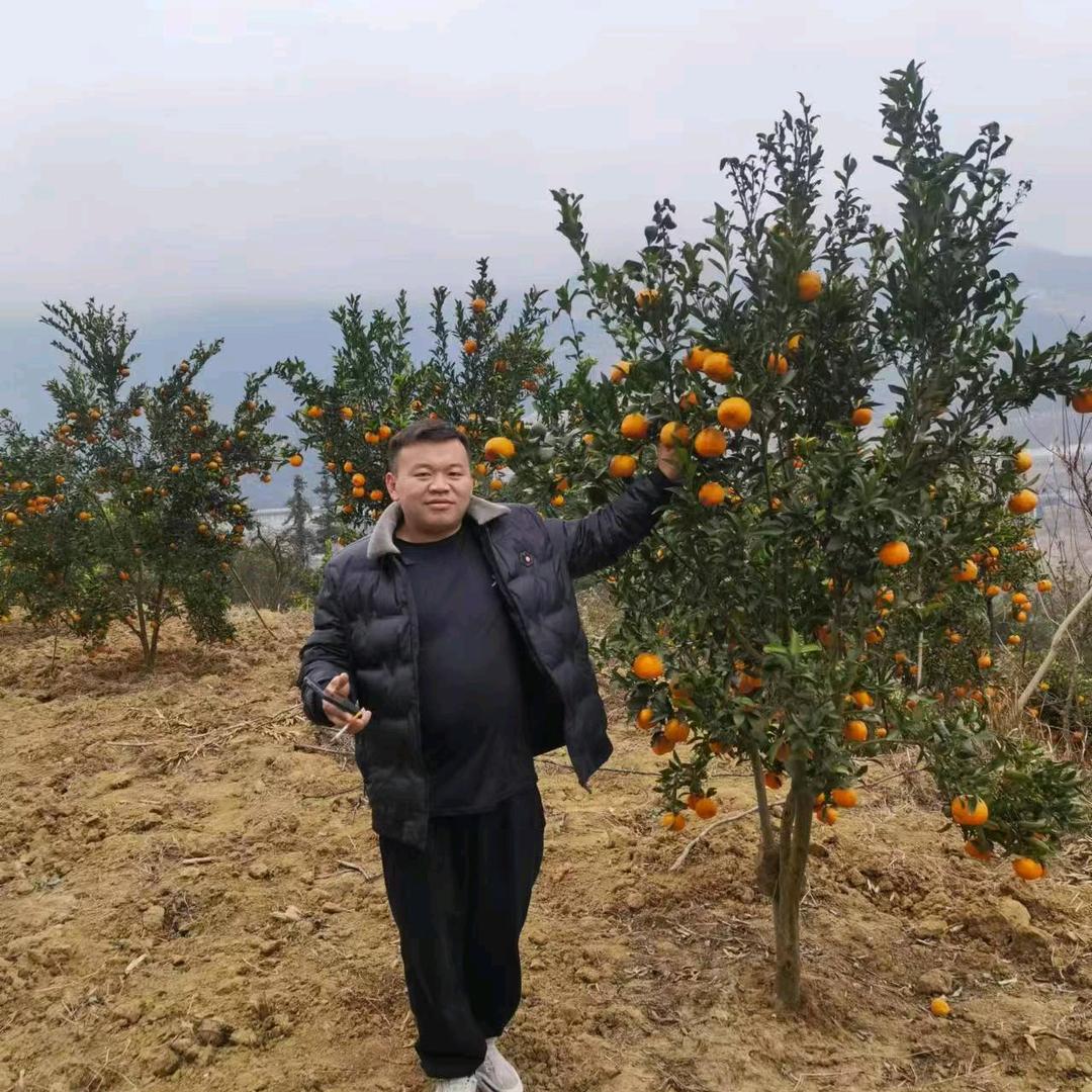 《我已失去我心向阳》。