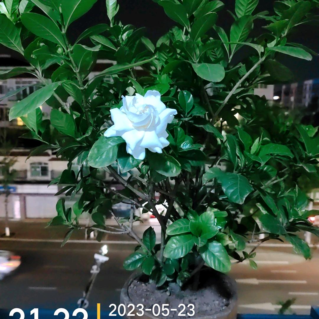 曾君
