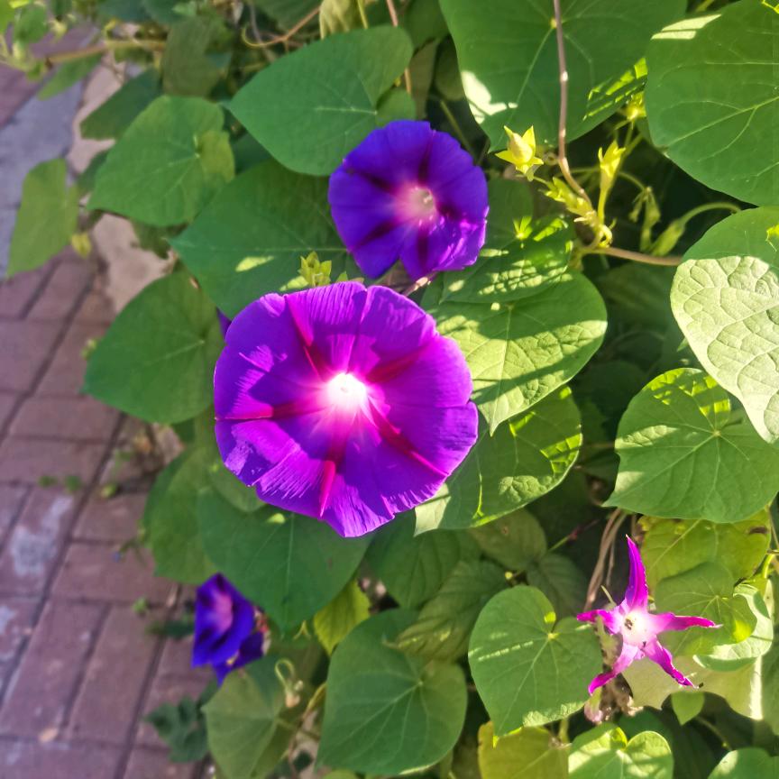 何求
