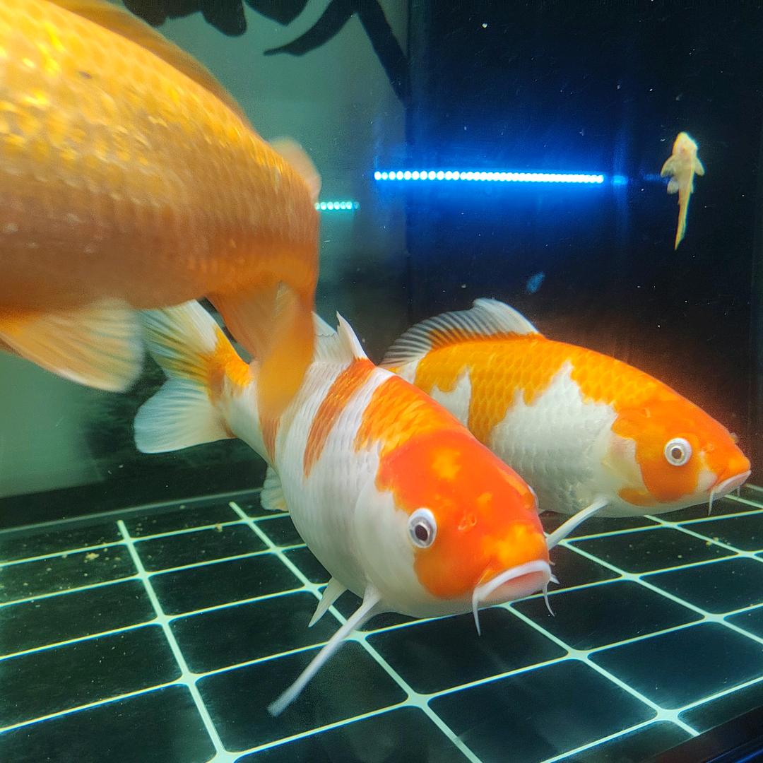 爱养《锦鲤、蝴蝶鲤》的军哥