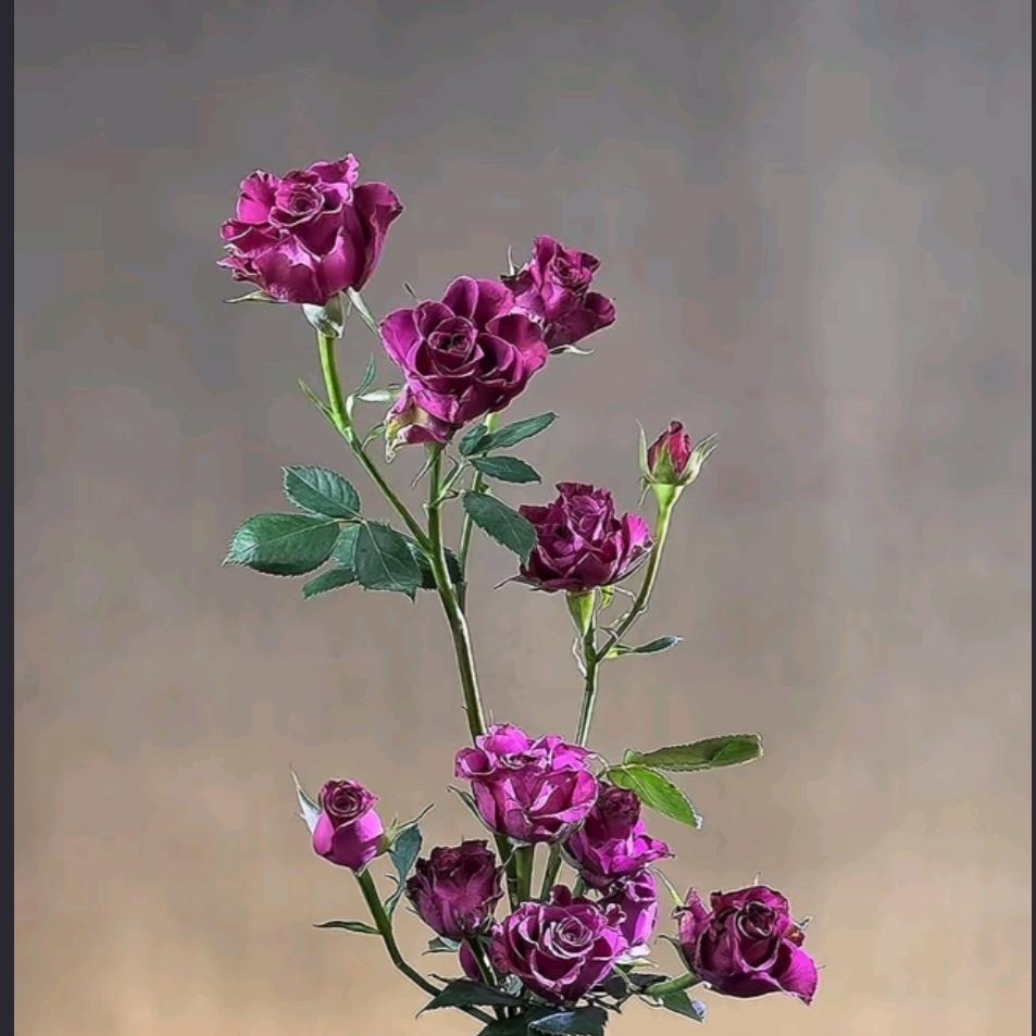 静待花开2018