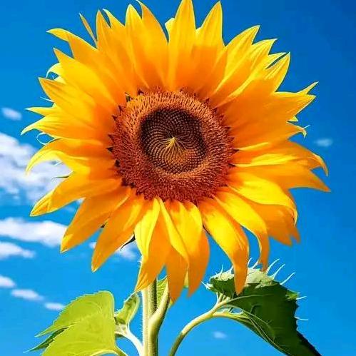 太阳花