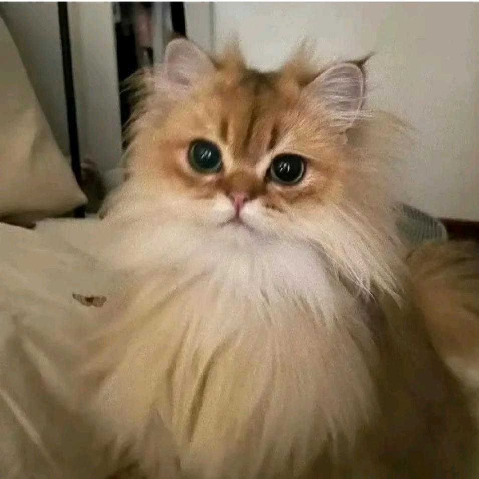 悲伤kitty猫