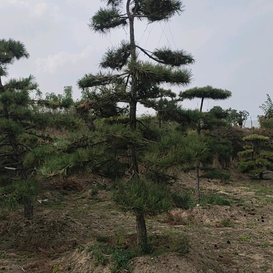 山西广大苗木种植有限公司