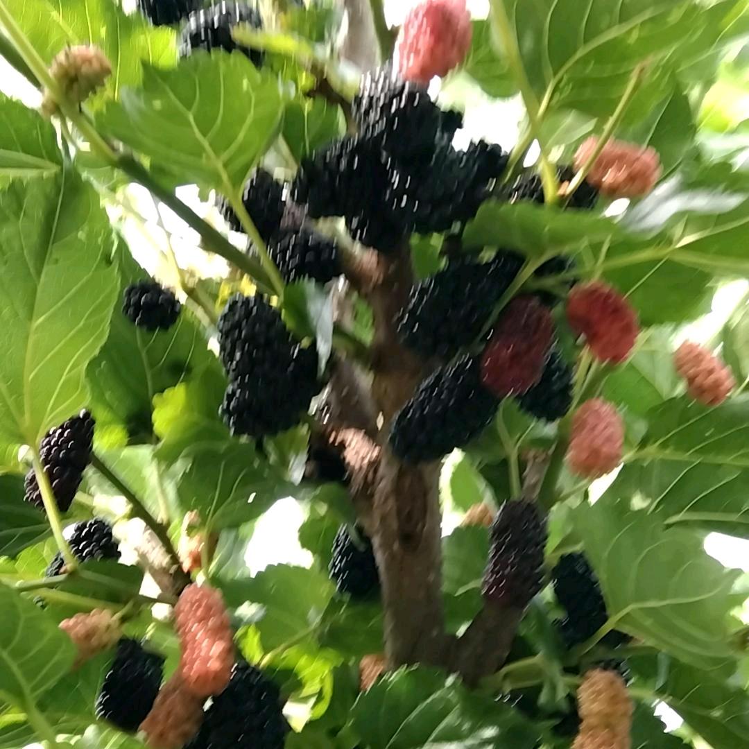枫时