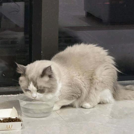 阿文大肠羹