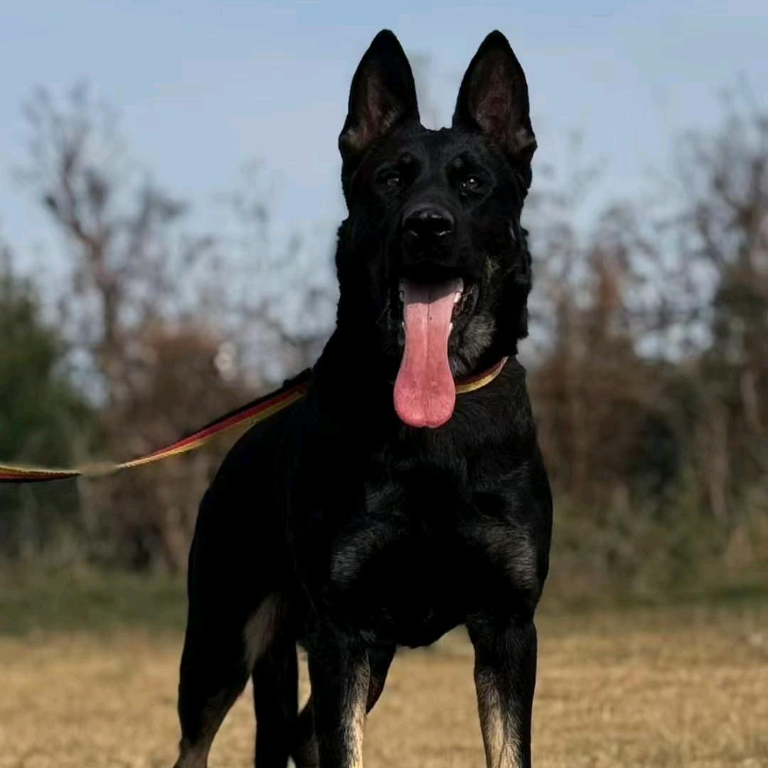 宁夏银川荣冠犬业