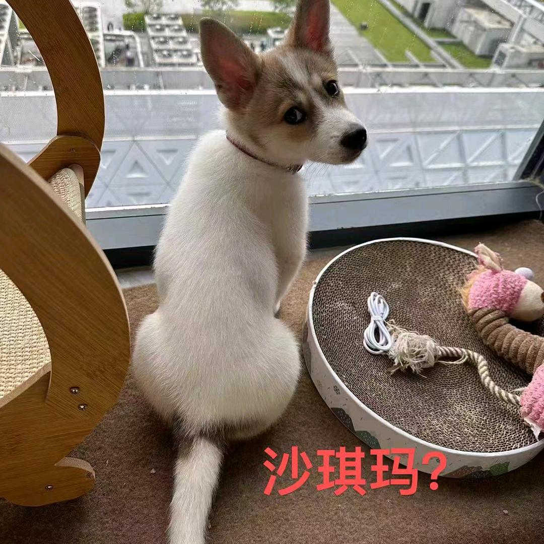 呆😳爆💥找罐罐