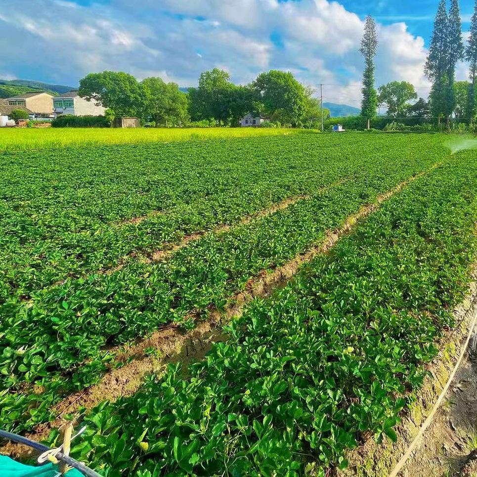 老李草莓育苗