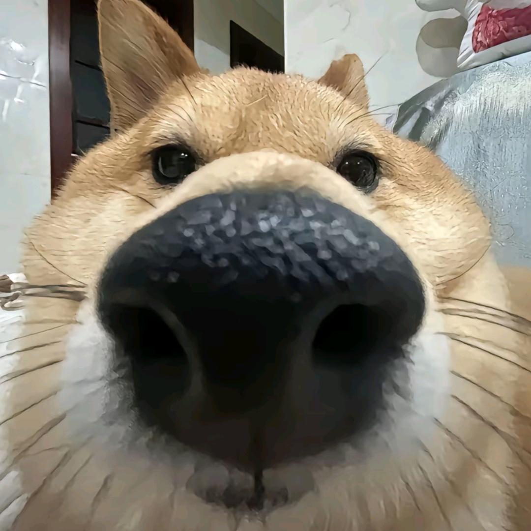 今天吃了吗（排骨）