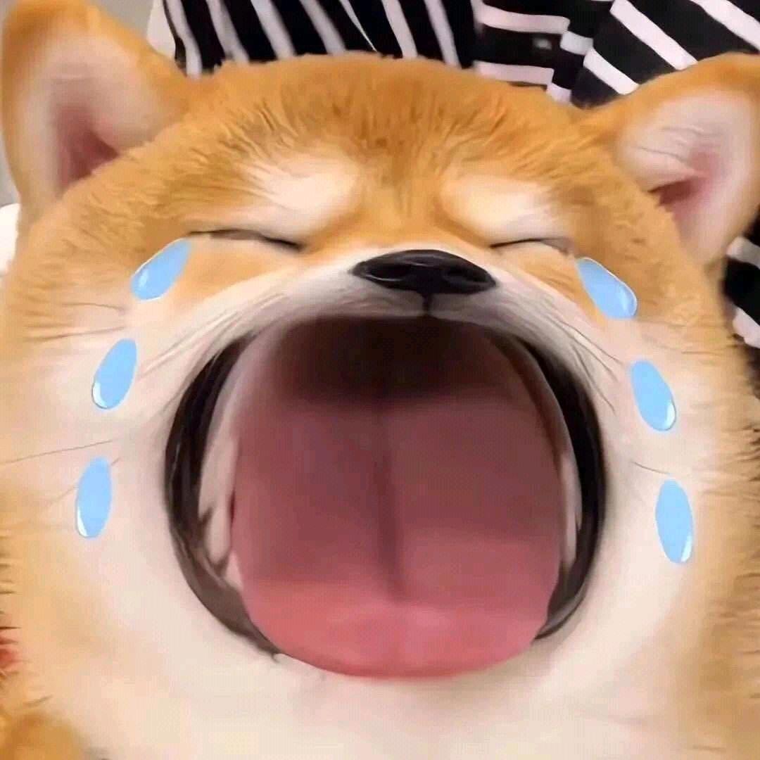 小龙🐉
