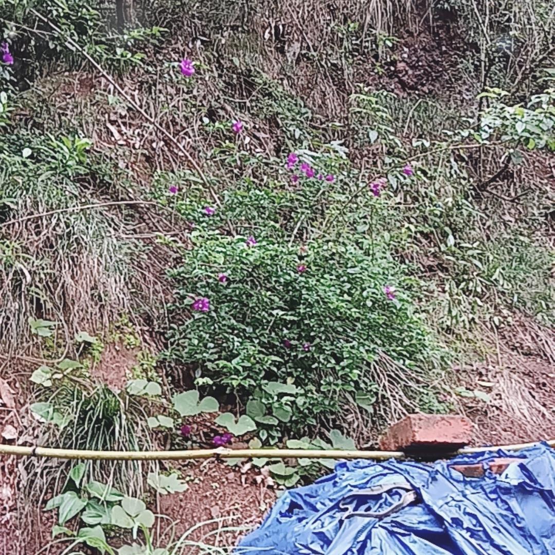 千千，米米，开心，七七，心心，你随便叫