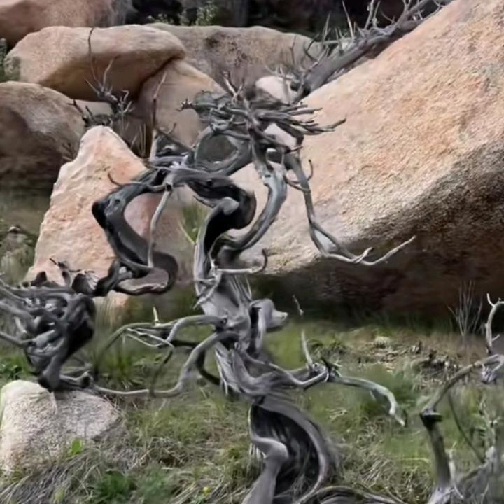 艺术人生