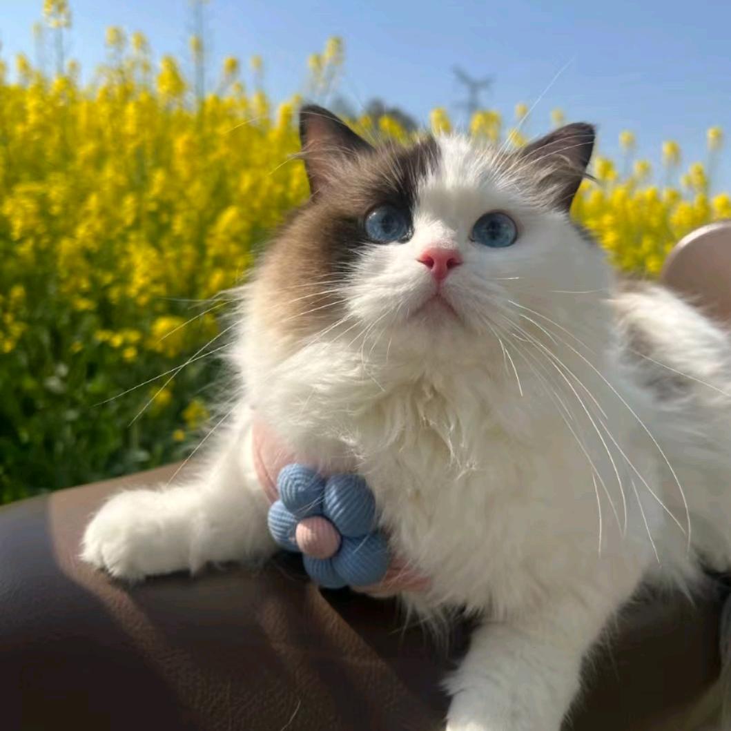 糯米是只猫🐱